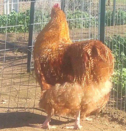 10 + Red/Red Cuckoo LF English Orpington Hatching Eggs