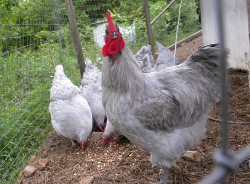 9+ English Lavender Orpington Hatching Eggs Fancy Chick Lines NPIP &amp; AI Tested