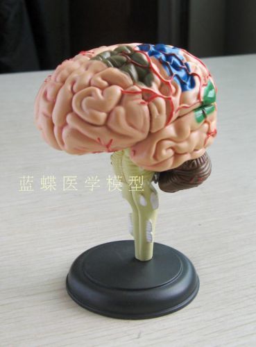 Human Anatomical Mini Brain Dissection Viscera Medical Organ Teach Model 81