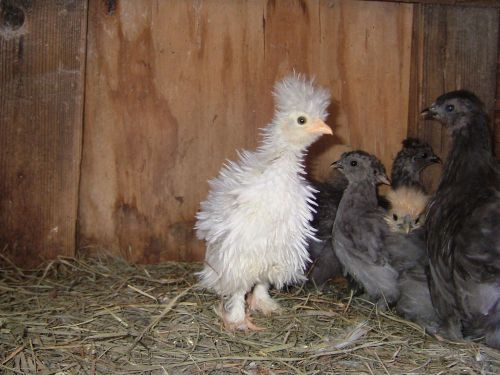 Frizzle x  hatching eggs 5++all colors.. cuckoo,blue,lavendar, gray, white.... + for sale