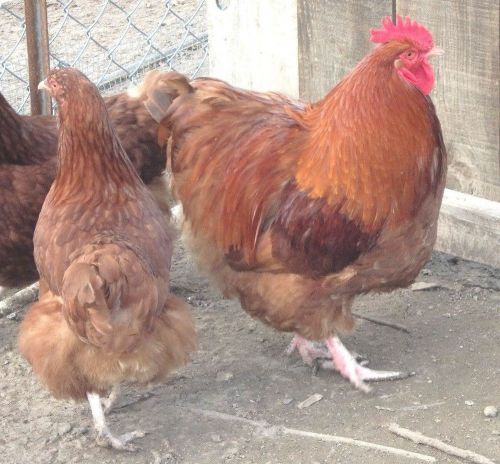 10 + Red English Orpington Hatching Eggs for sale !