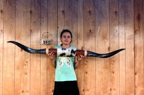 STEER LONG HORNS 5&#039; 3&#034; NO SKULL SKULLS HORN COW BULL LH1355