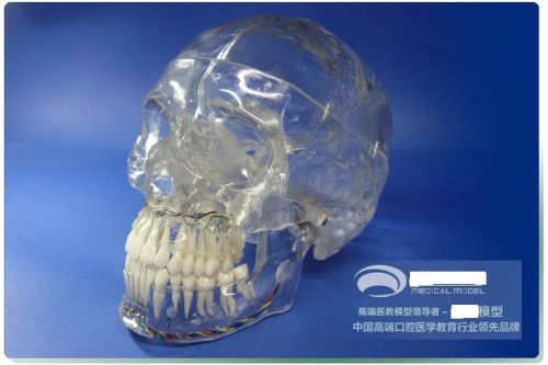 HS Human head skull mandible nerve  X ray nerver dental Neurology teaching model