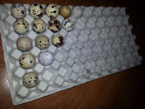 50 Moulded Paper Quail Egg Trays - Holds 50 eggs each.  Coturnix or Bobwhite