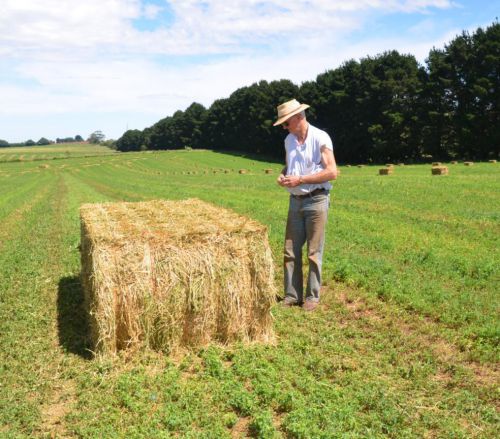 alfalfa hay large round or large square bales