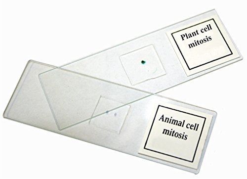 Walter Products B17121 Prepared Slide Set-Mitosis (Pack of 2)
