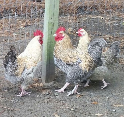 10+ 2 ( RARE ) FRENCH GOLDEN CUCKOO MARANS