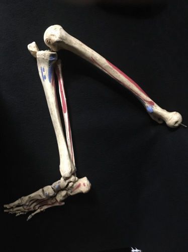 Right Skeleton Leg, Knee, Foot, Ankle Anatomical Bone Model, Painted