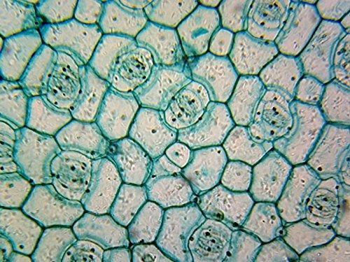 GSC International Monocot Leaf Epidermis - Microscope Slide