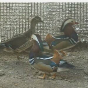 6 MANDARIN DUCK  HATCHING EGGS