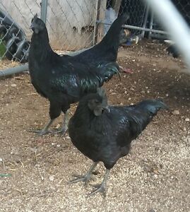 6+ Ayam Cemani show quality hatching eggs