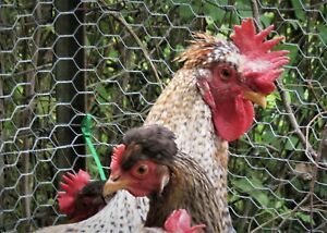 6 Crested Cream Legbar and Crested Cream Legbar Mix Chicken Hatching Eggs,Fresh!