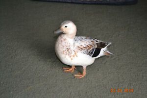 10 call duck eggs,hatching, eggs,  dwarf size ducks