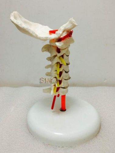 Cervical vertebra arteria spine spinal nerves anatomical model anatomy new for sale