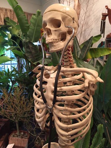 Scientific Medical Life Size Human Skeleton Model, 73&#034;  Height With Stand
