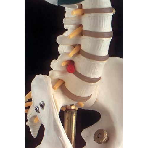Flexible mr. thrifty skeleton with spinal nerves new for sale
