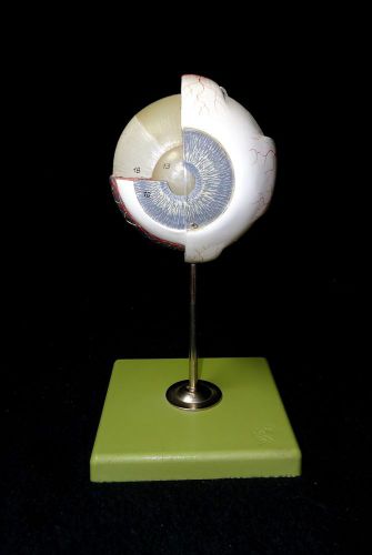 SOMSO CS13 Eyeball Anatomical Teaching Model (CS 13)