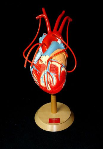 Denoyer geppert - a49 the human heart of america plus anatomical model (a 49) for sale