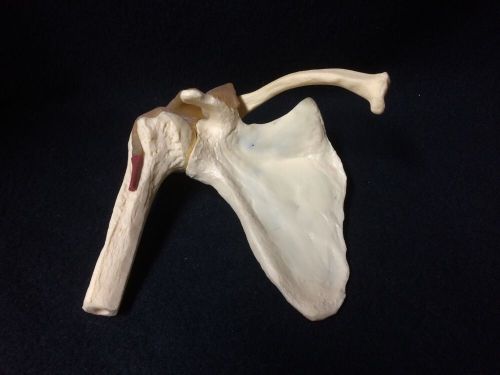 Functional shoulder joint anatomical teaching model without base for sale