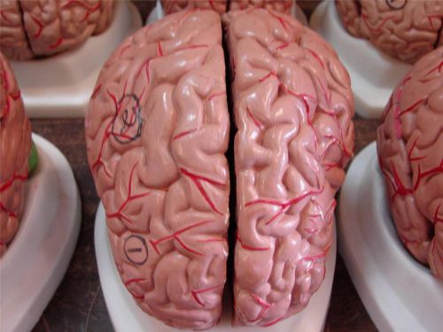 Educational Teaching Student Brain model 8 part sections &amp; Stand Hand Painted