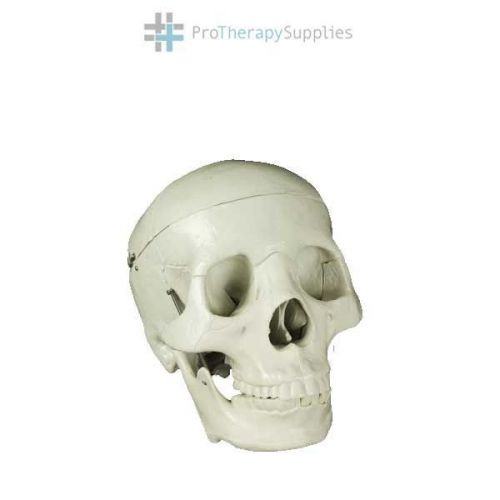 Anatomical Budget Life-Size Adult Skull 4th Quality