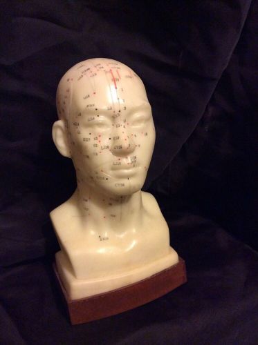 Professional Educational Acupuncture Life Size Head Neck Anatomy Medical Model