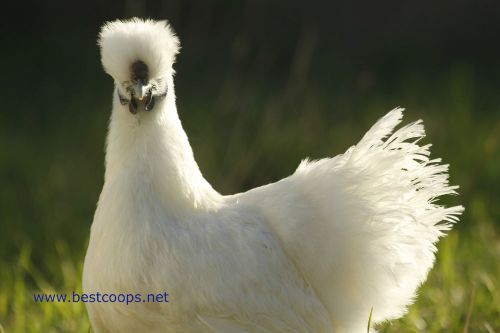 10+ White Silkie Chicken Hatching Eggs *Quail Duck Turkey Pheasant Chukar*