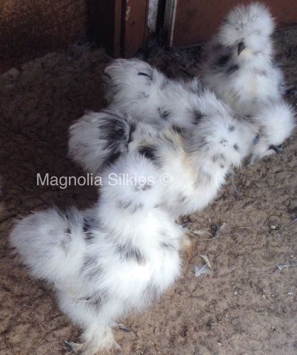6 Silkie Hatching Eggs - Show Quality Stock