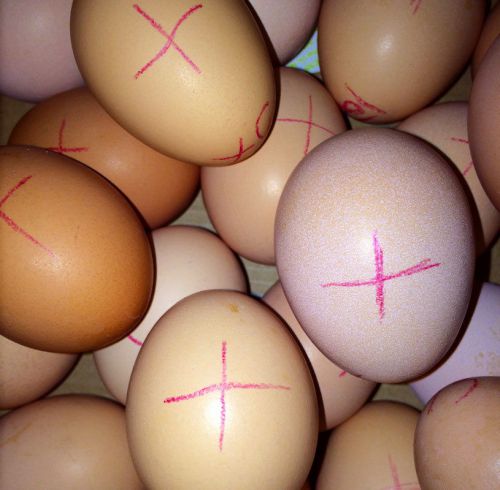 Black Sex Link Chicken Hatching Eggs, 10+