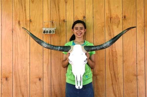 Steer skull long horns 4&#039; 2&#034; cow bull skulls horn h6003 for sale
