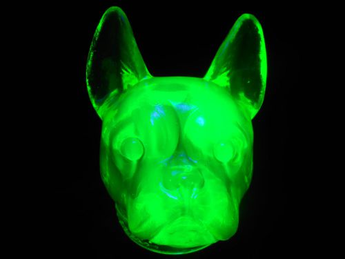 Green Vaseline uranium glass Boston Terrier / french bulldog candy container dog