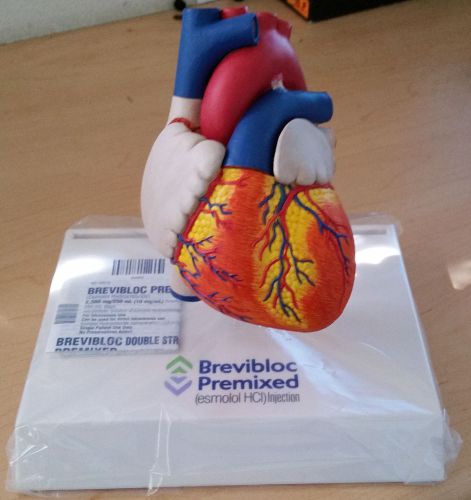 Anatomical Heart Model
