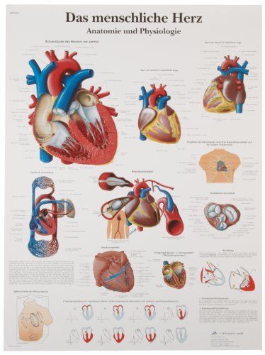 3B Scientific VR0334UU Glossy Paper Das Menschliche Herz Anatomie Und Physiologi