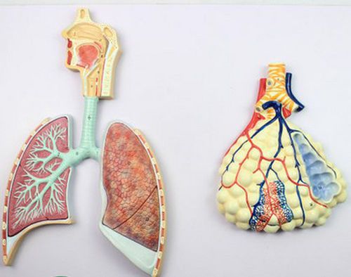 Human Anatomical Human Respiratory System Anatomy Medical teaching Model Lung 87