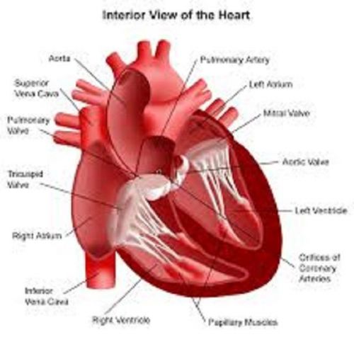 Medical Cardiovascular/ THE Heart/MI /Heart Sounds Assessment 3 DVDS