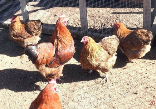 8+ Partridge English Orpington Chicken hatching eggs for sale!