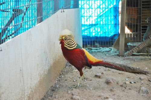 6 + Red Golden pheasant fertile hatching eggs Ships Tuesday
