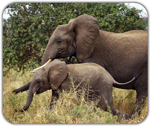 Nature life elephant family little baby walking around with mom Mouse Pad Mat