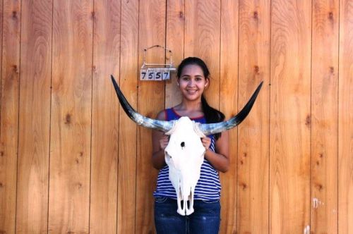 STEER SKULL LONG HORNS 2&#039; 5&#034; COW BULL SKULLS HORN H7557