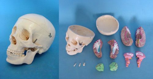 Human Skull brain teeth Anatomy Medical Model &amp;  Bones LifeSize teaching educati