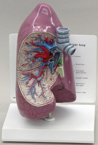 NEW Lung Anatomical Model Normal