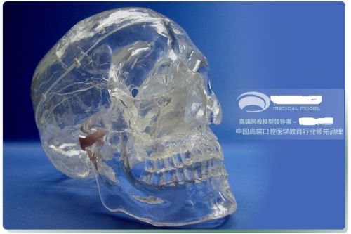 RS human skull anatomical clear Crystal X-ray Medical professional teach Model