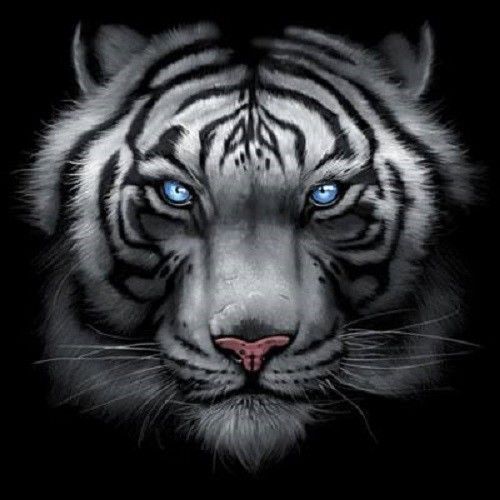 Majestic white tiger heat press transfer for t shirt sweatshirt fabric 292oo for sale