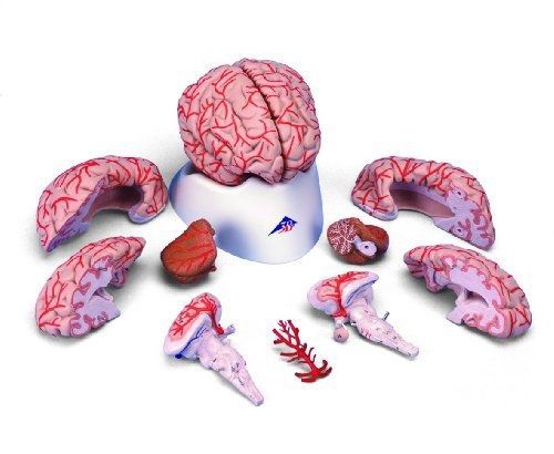 3b scientific c20 9 part brain with arteries model, 5.9&#034; x 5.5&#034; x 6.3&#034; for sale