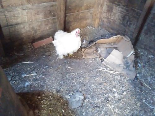 6 fresh fertile WHITE bantam cochin frizzle hatching eggs