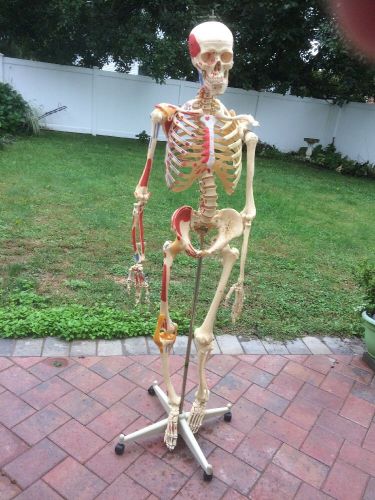 MEDICAL PLASTICS LAB Life Size Human Anatomical Anatomy Skeleton  has nunbers