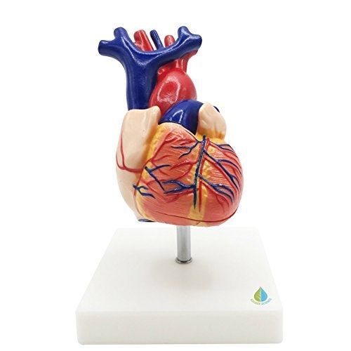 Budget Human Heart Model, Life Size, Kouber Human Anatomical Model, 2 Parts, 6&#034;