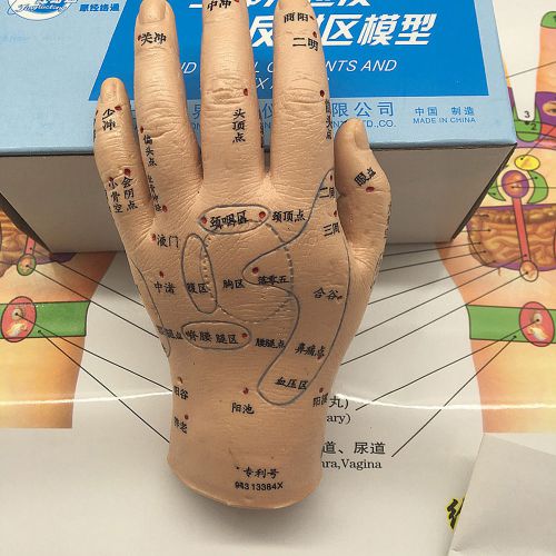 Model hand acupuncture model Main and collateral channels Acupoints model