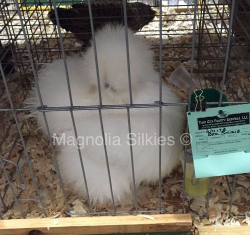 12 Bearded White Silkie Hatching Eggs - Show/Breeder Quality Stock
