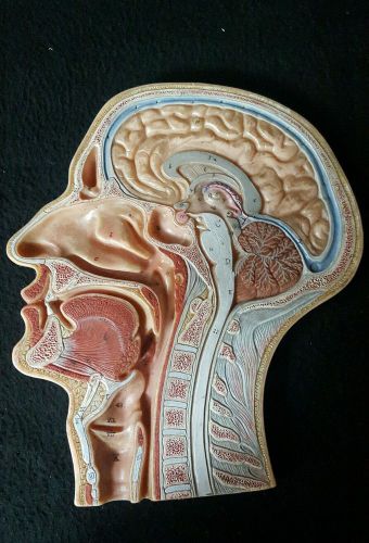 Vintage Somso Median Section of the Head Anatomical Model BS6-1 Sagittal